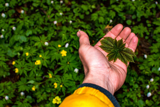 Green Leaves In Hand Of A Man In Forest With Beautiful Yellow And White Flowers In The Background. Concept Of Forestry And Sustainable Management Of Natural Resources