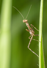 fotos de insetos em clouse, macro - louva deus
