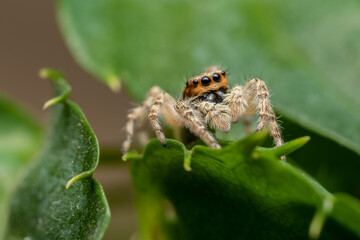 fotos de insetos em clouse, macro - aranha fofinha