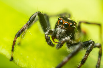 fotos de insetos em clouse, macro - aranha fofinha