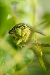 fotos de insetos em clouse, macro - cigarra