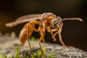fotos de insetos em clouse, macro - vespa