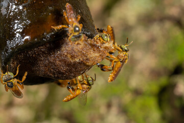 fotos de insetos em clouse, macro - abelha jatai