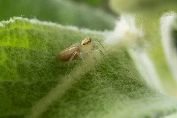 fotos de insetos em clouse, macro - aranha fofinha
