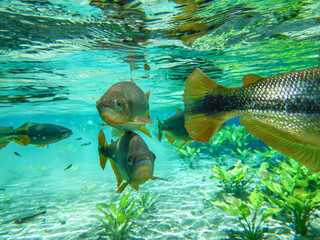Bonito - MS - floresta com rio limpo e cristalino - peixe piraputanga