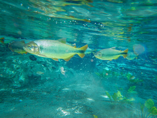 Bonito - MS - floresta com rio limpo e cristalino - peixe piraputanga