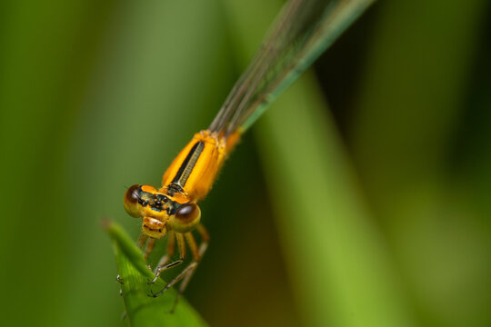 fotos de insetos em clouse, macro - libelula