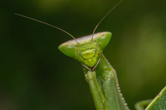 fotos de insetos em clouse, macro - louva deus