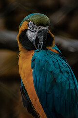 blue and yellow macaw