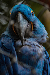 blue and yellow macaw © Bruno