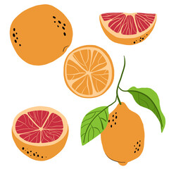 Slices, chop, lemon slices, lemon, yellow, red, green, orange, citrus. vector illustration