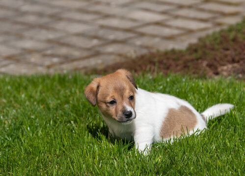 Image result for Puppies and banana digestive issues - Puppies And Banana Digestive Issues
