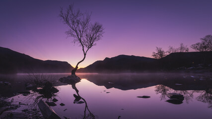 Sunrise at the Lonely Tree