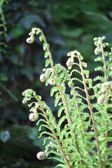 fern in the forest