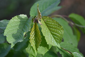 leaves on a branch
