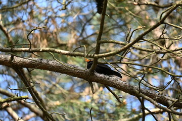 blackbird on a branch