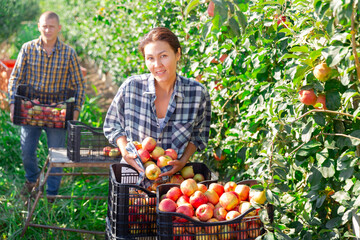 Fototapeta premium Portrait of cheerful asian woman gardener picking sweet apples from tree at orchard