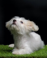 Female Maltese Puppy White Dog Photo Shoot Session studio with black background on green grass