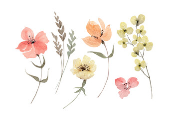 Botanical set of watercolor illustrations of pink and yellow flowers and plants on a white background. hand painted .