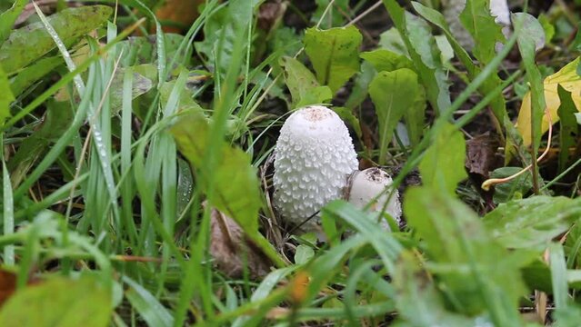 Shaggy ink cap (Coprinus comatus) mushroom in wild. September, Belarus
