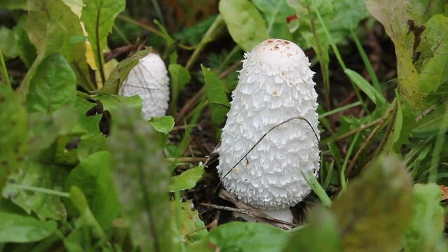 Shaggy ink cap (Coprinus comatus) mushroom in wild. September, Belarus