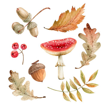 botanical autumn watercolor set of berries, mushrooms and forest plants. hand painted watercolor