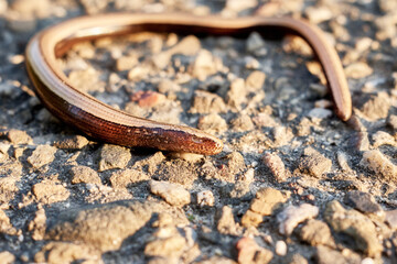 Petit orvet commun ou orvet fragile un faux serpent