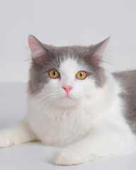 gray and white female persian fluffy cat photo shoot session studio with white background with cat expression