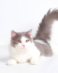 gray and white female persian fluffy cat photo shoot session studio with white background with cat expression