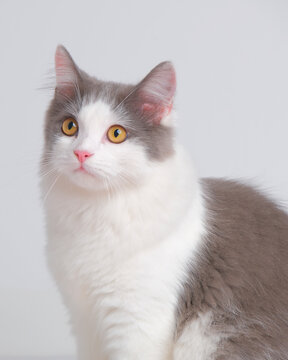 gray and white female persian fluffy cat photo shoot session studio with white background with cat expression