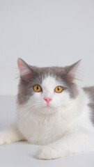 Fototapeta premium gray and white female persian fluffy cat photo shoot session studio with white background with cat expression