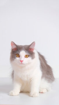 gray and white female persian fluffy cat photo shoot session studio with white background with cat expression