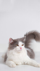 gray and white female persian fluffy cat photo shoot session studio with white background with cat expression
