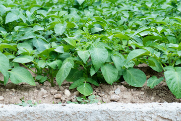 Huerto con plantas de patatas creciendo, verdes, sanas