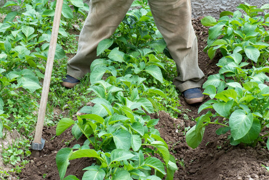 Piertas entre plantas de patatatas, hombre trabajando con la azada y sacando malas hierbas