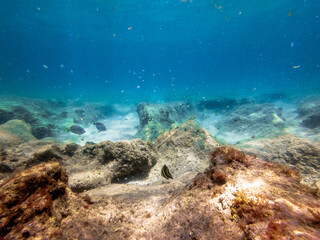 underwater view of coral reef in ocean with school of fish