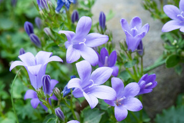 Violetas de color lila de cerca