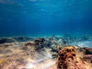 underwater view of coral reef in ocean with school of fish