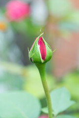 Capullo de rosa rosa a punto de abrirse en el jardín