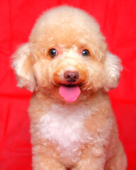 cream creamy female poodle dog photo shoot session on studio with red color background and happy expression