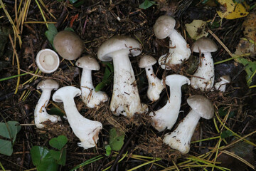 Clouded agaric mushrooms or Clitocybe nebularis (syn. Lepista nebularis) in forest - obrazy, fototapety, plakaty