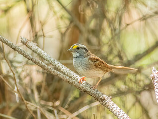 Obraz premium A white-throated sparrow perched on a stick in the woods. 