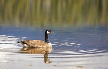 Fototapeta premium Canadian Goose. Portrait of a canadian goose branta goose on a lake