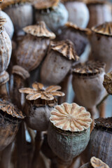Natural texture dried poppy seed pods macro closeup background