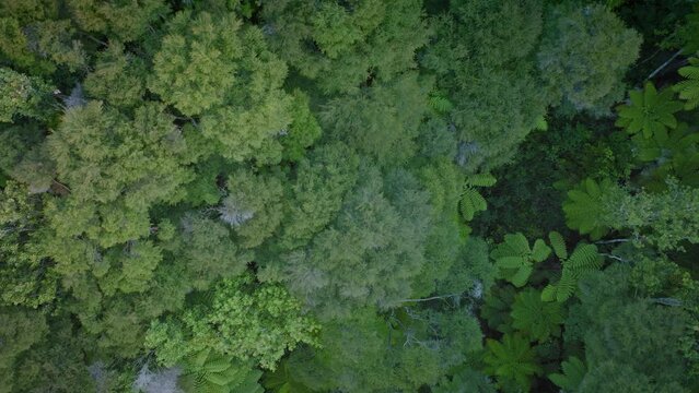 Aerial: top down view of New Zealand native bush, coromandel