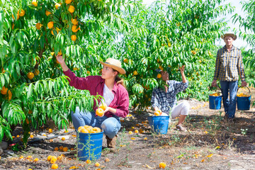 Plantation workers picking yellow peaches and filling buckets with them.