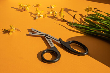 Large scissors and cut dry bright yellow narcissus flowers on an orange textured surface with...
