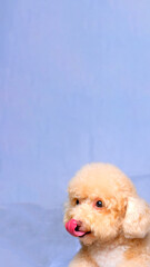 cream creamy female poodle dog photo shoot session on studio with red gray blue background and happy expression