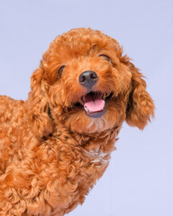 chocolate fur color poodle dog photo shoot session on studio with gray color background and happy expression
