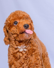 chocolate fur color poodle dog photo shoot session on studio with gray color background and happy expression